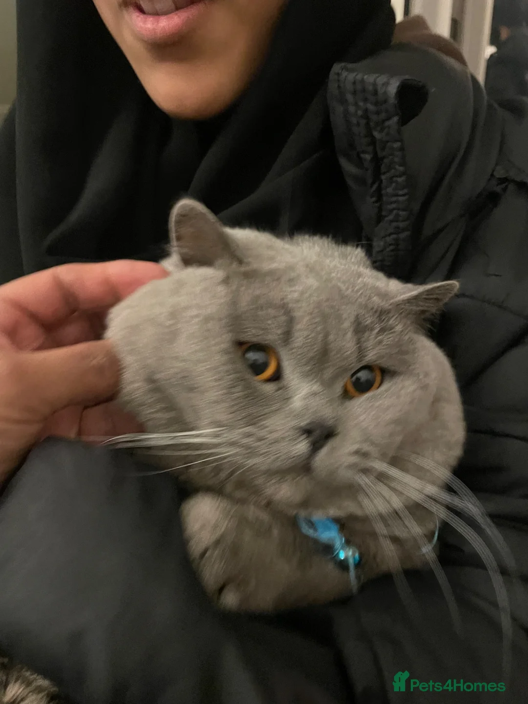 British Shorthair cats for sale: British short hair Male and Female  - Advert 7
