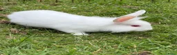 Mini Lion Lop rabbits for sale: Mini lion lop white with pink eyes - Advert 4