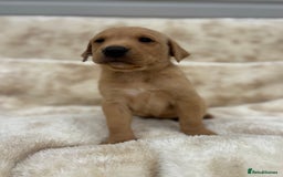 Labrador Retriever dogs for sale: 8 Kennel club reg  health tested chunky Labradors  - Image 12