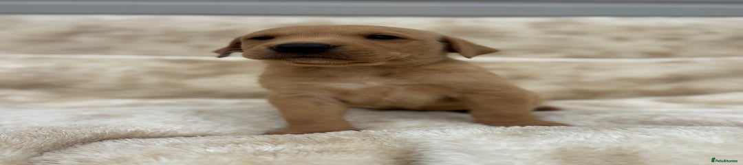 Labrador Retriever Puppy 2