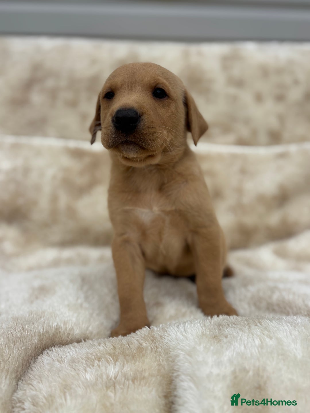 Labrador Retriever dogs for sale: 8 Kennel club reg  health tested chunky Labradors  - Image 12