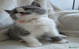 British Shorthair cats for sale: GCCF British Shorthair Kittens Champion Bloodlines - Image 14