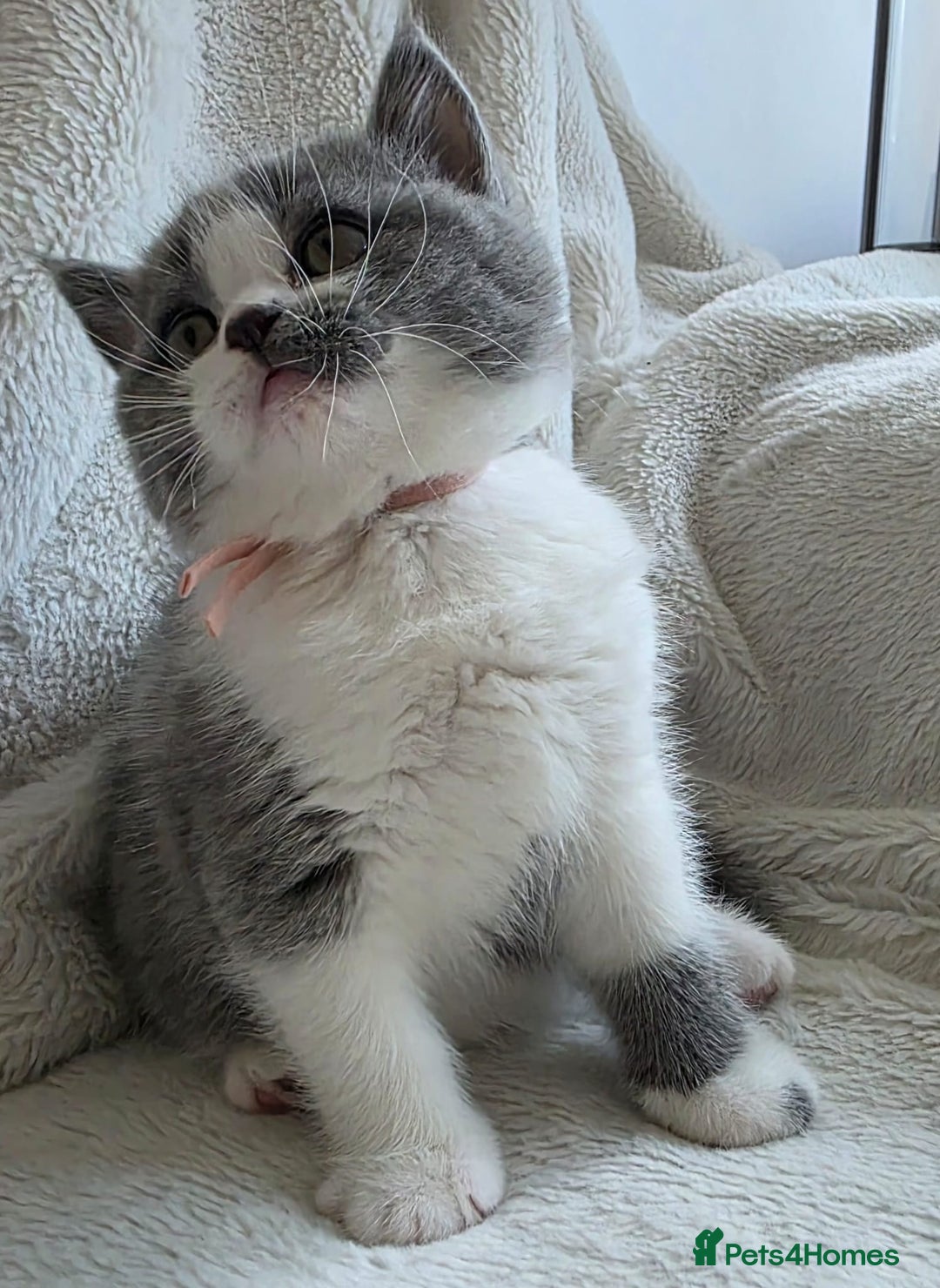 British Shorthair cats for sale: GCCF British Shorthair Kittens Champion Bloodlines - Image 14
