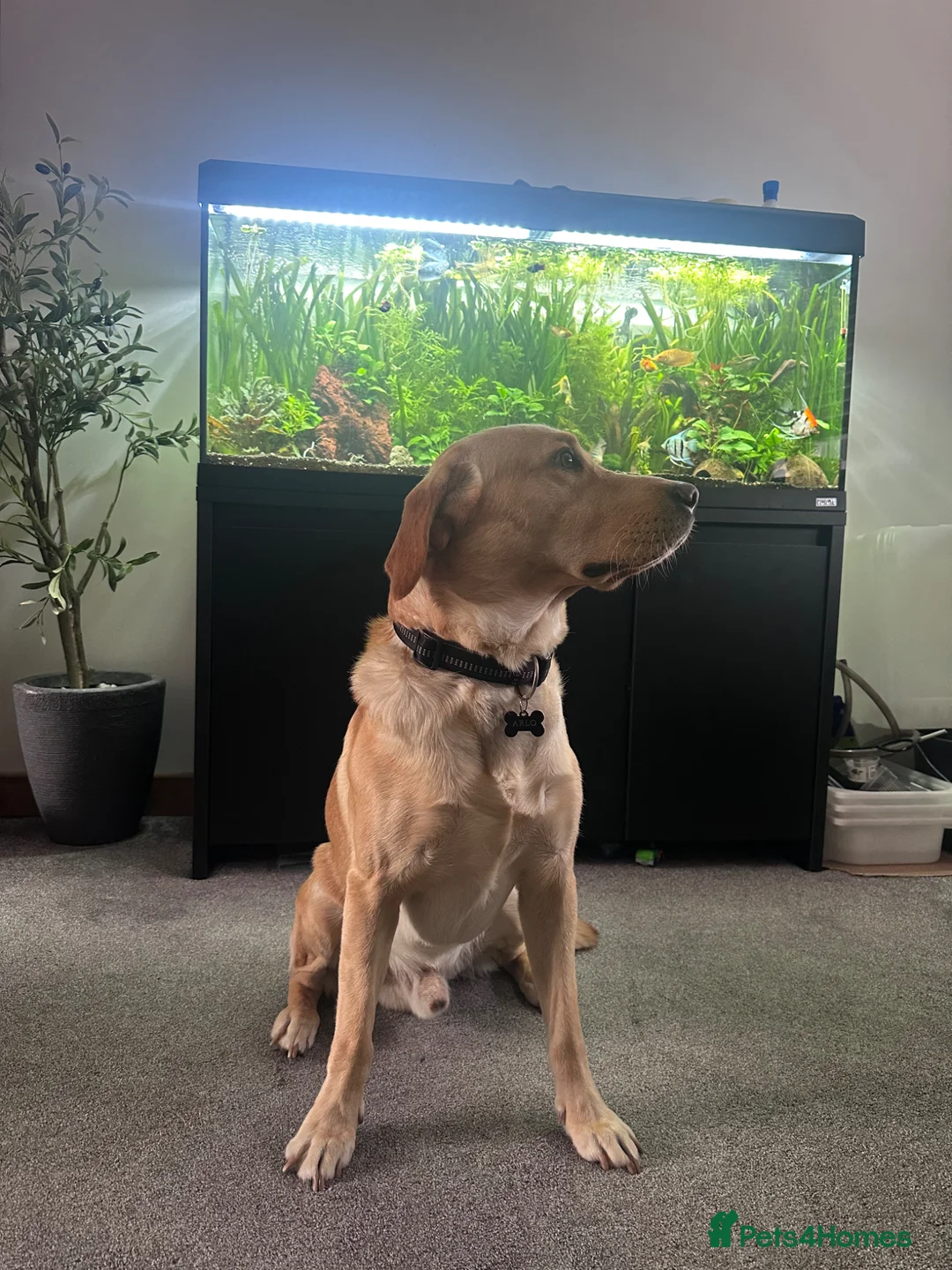 Goldador dogs for sale: Arlo - Labrador x golden retreiver - Advert 1