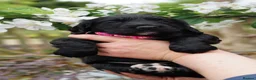 Sprocker dogs for sale: Joyful Sprocker Puppies for Sale - Advert 24