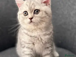 British Shorthair cats Last BSH girl - Advert 2