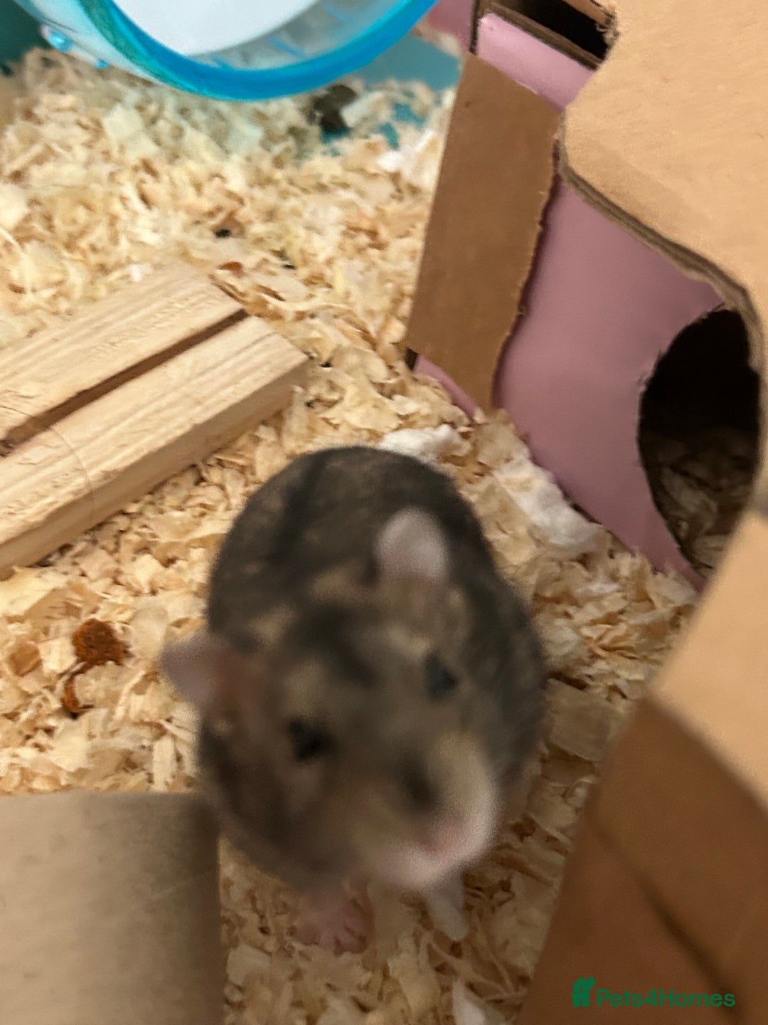 Hamster rodents for sale: Super cute young dwarf hamster - Image 3