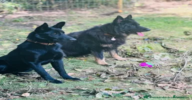 German Shepherd dogs - Advert 9