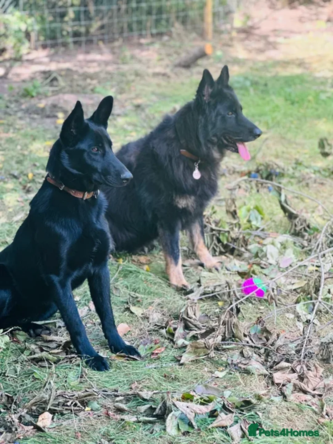 German Shepherd dogs for sale: Beautiful German Shepherd  Puppies For Sale  - Image 2