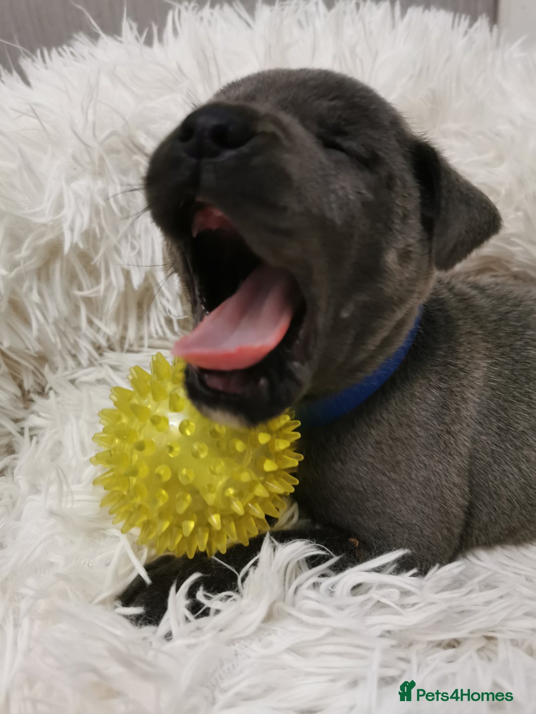 Staffordshire Bull Terrier dogs for sale: Staffordshire Bull Terrier puppies for sale  - Advert 26