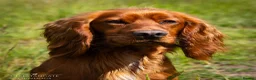 Cocker Spaniel dogs for stud: FTCH x FTCH KC Cocker Spaniel Stud - Advert 3