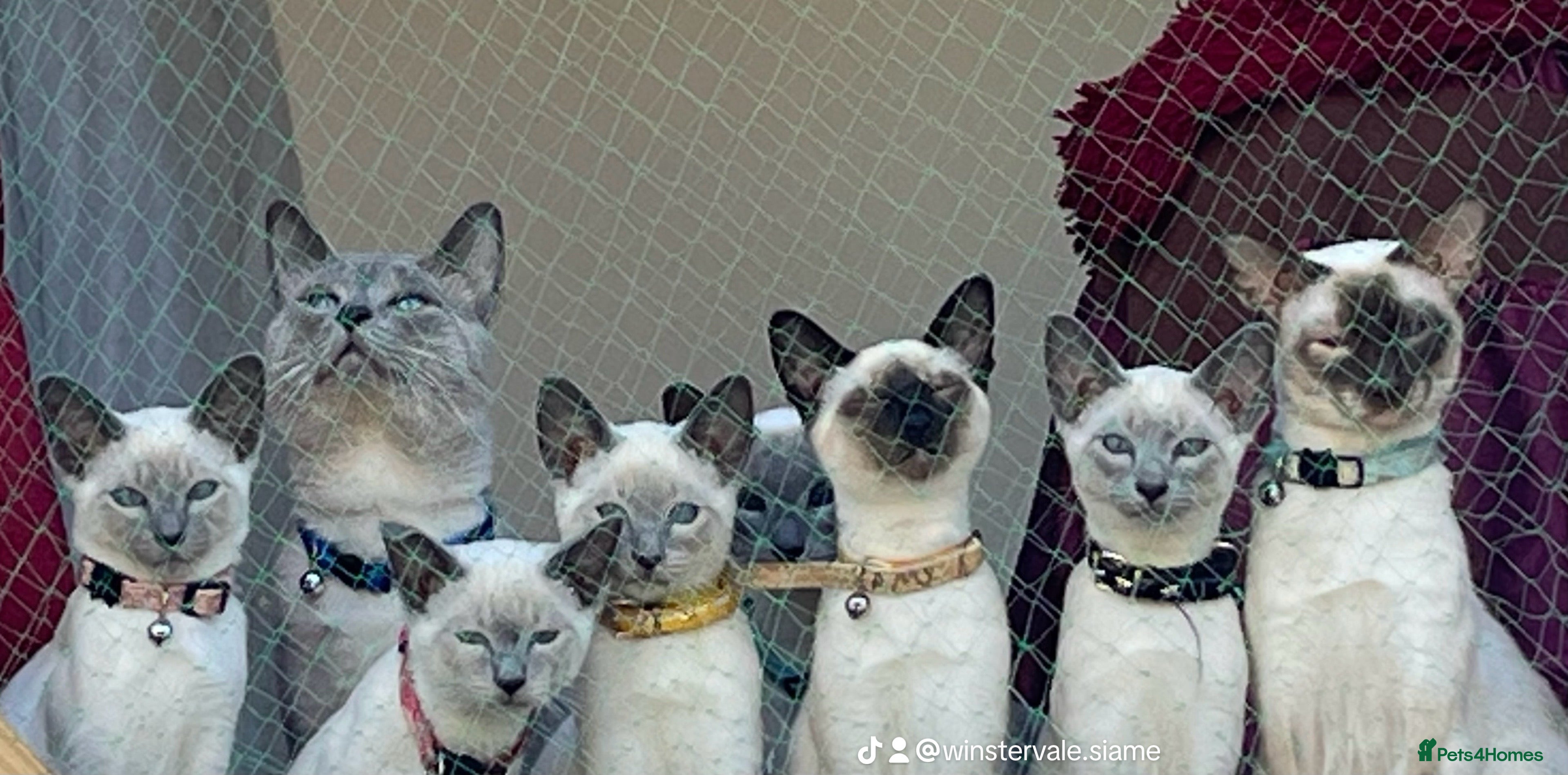 Siamese cats Blue point Siamese kittens - Advert 3