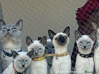 Siamese cats Blue point Siamese kittens - Advert 6