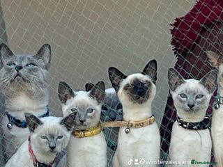Siamese cats Blue point Siamese kittens - Advert 12