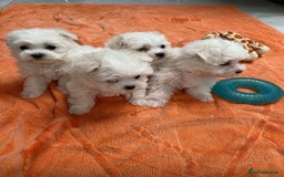 Maltese dogs for stud: 🌟Stunning KC Reg Korean Maltese boy for STUD in Waltham Cross - Image 13