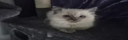 Ragdoll cats for sale: Beautiful Blue Point Ragdoll Kitten Ready Now - Advert 8