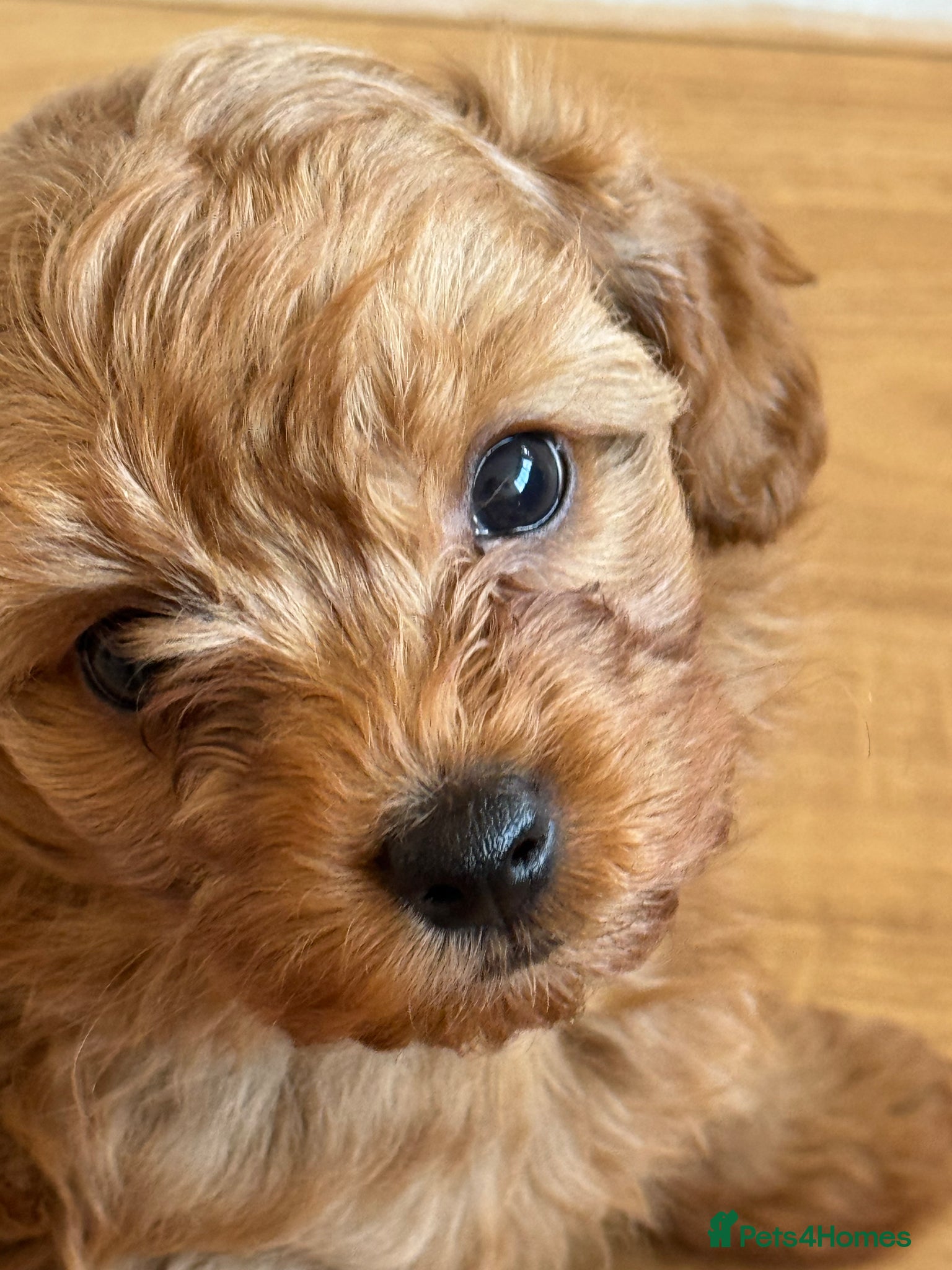 Maltipoo dogs Maltipoo Puppies - Advert 6
