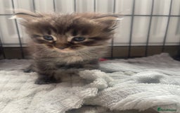 Maine Coon cats for sale: Maine coon mix - Image 6