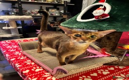 Abyssinian cats for sale: Abyssinian kitten looking for his new forever home - Advert 10