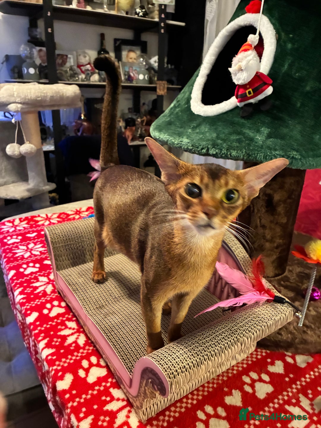 Abyssinian cats for sale: Abyssinian kitten looking for his new forever home - Advert 10