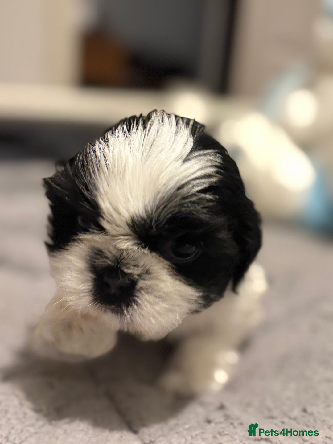 Shih Tzu dogs for sale: Shih Tzu  - Advert 12