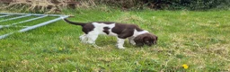 English Springer Spaniel dogs for sale: Northern Irish BEAUTIFUL SPRINGER SPANIEL PUP - Advert 6