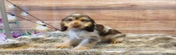 Cocker Spaniel dogs for sale: Adorable young Cocker Spaniel girl - Advert 7