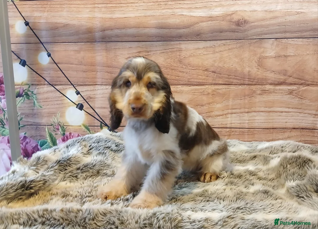 Cocker Spaniel dogs for sale: Adorable young Cocker Spaniel girl - Advert 7