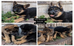 German Shepherd dogs for sale: Price Reduced! Last female German shepherd pups. - Image 4