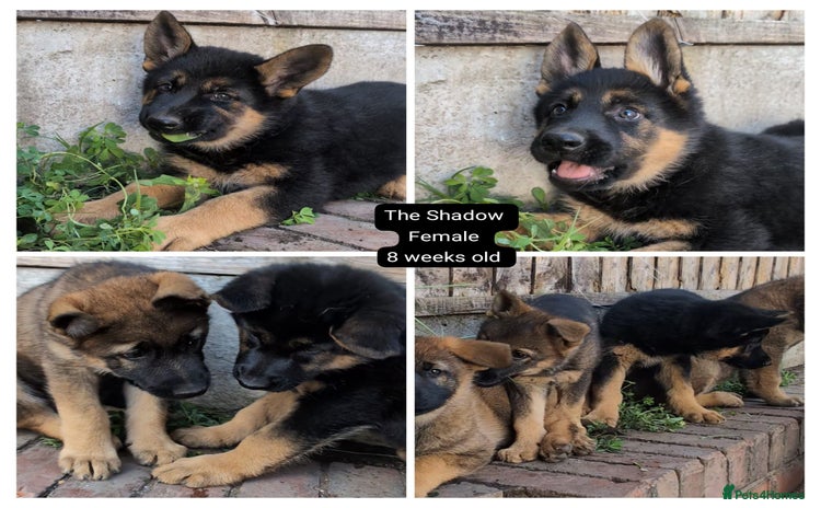 German Shepherd dogs - Advert 1