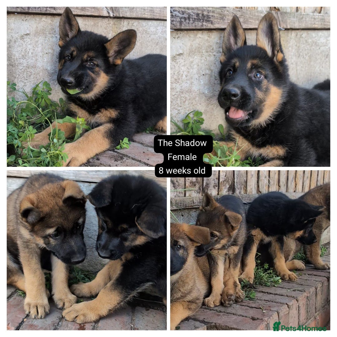 German Shepherd dogs for sale: Price Reduced! Last female German shepherd pups. - Image 4