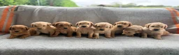 Golden Retriever dogs for sale: 🌸Outstanding Quality, Fully DNA & Health Tested in Cowbridge - Advert 7