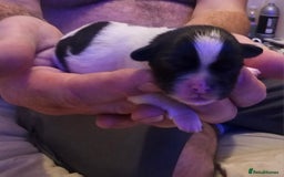 Shih Tzu dogs for sale: Shih tzu puppy for sale  - Image 10