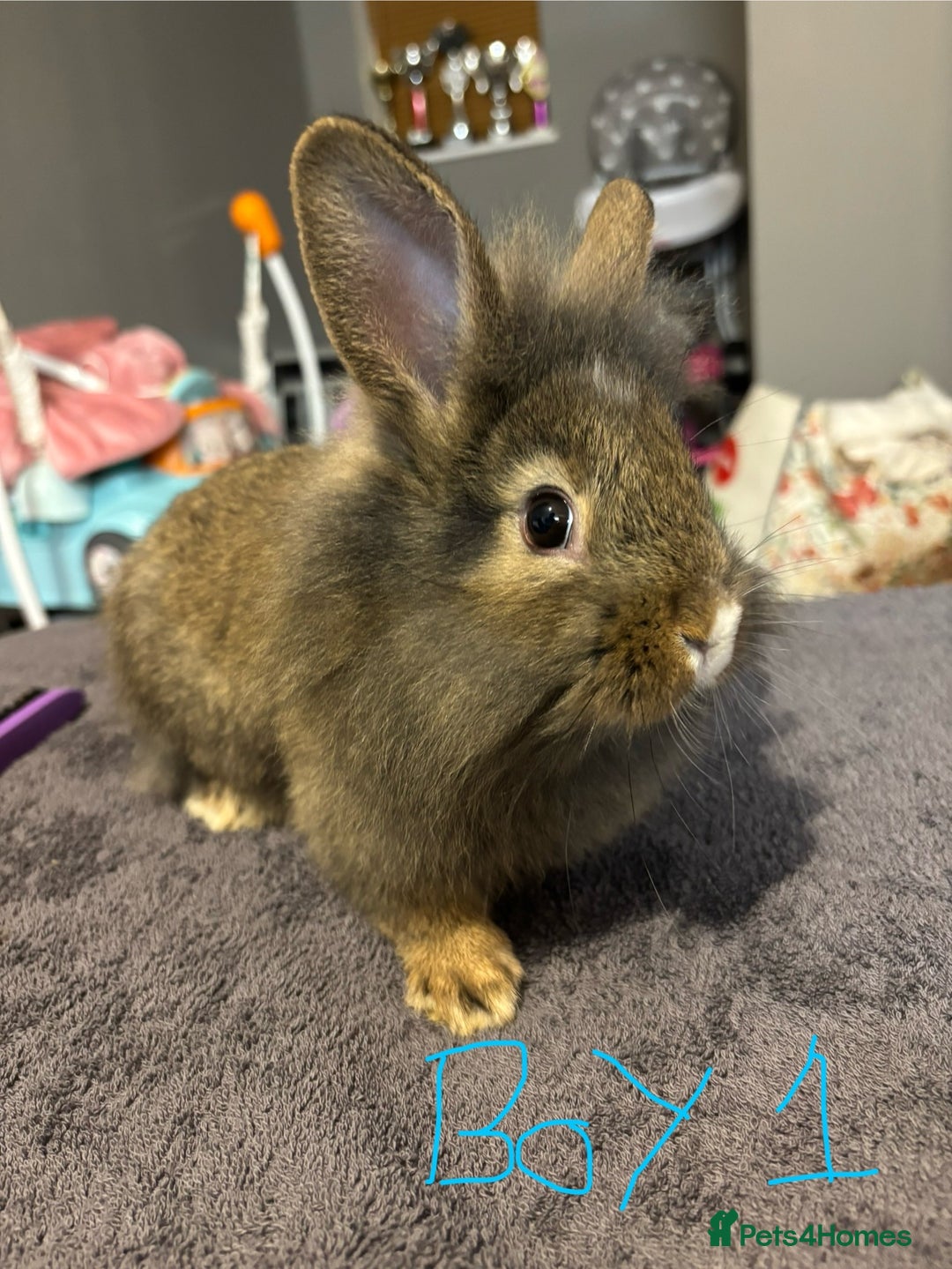 Lionhead rabbits for sale: Beautiful lionhead bunnies  - Advert 1