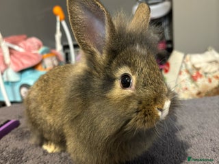 Lionhead rabbits Beautiful lionhead bunnies - Advert 1