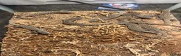 Monitor reptiles for sale: Baby Ackie Monitors in Epping - Advert 8