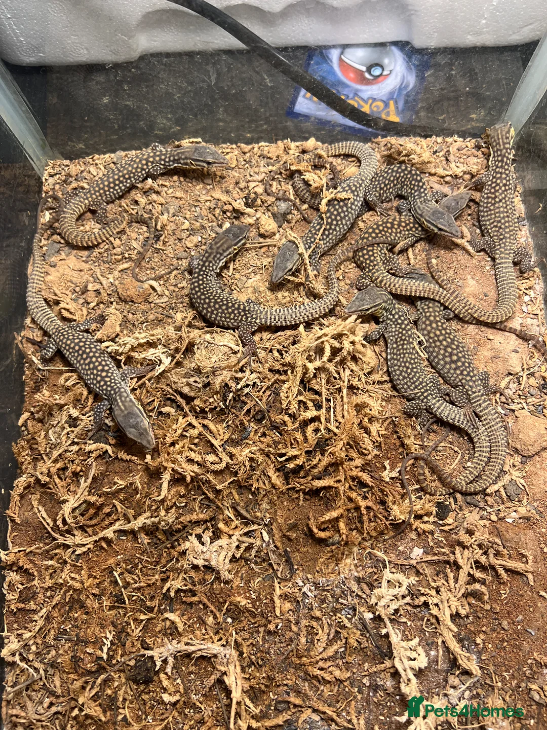 Monitor reptiles for sale: Baby Ackie Monitors in Epping - Advert 8
