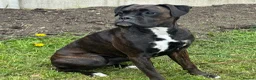 Boxer dogs for sale: Female boxer - Advert 1