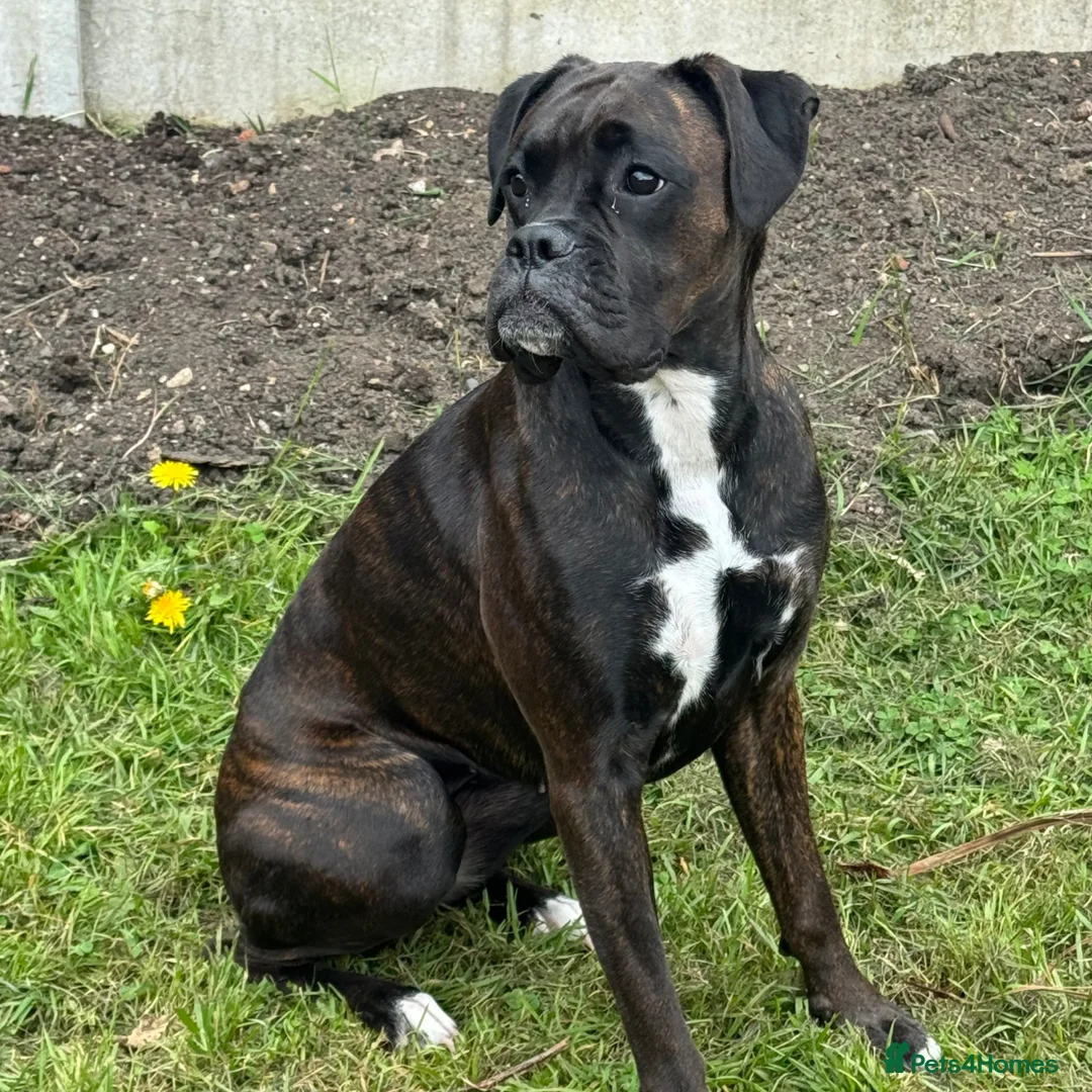 Boxer dogs for sale: Female boxer - Advert 1