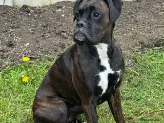 Boxer dogs Female boxer - Advert 6