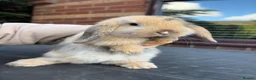 Mini Lop rabbits for sale: Adorable little mini lops - Advert 2