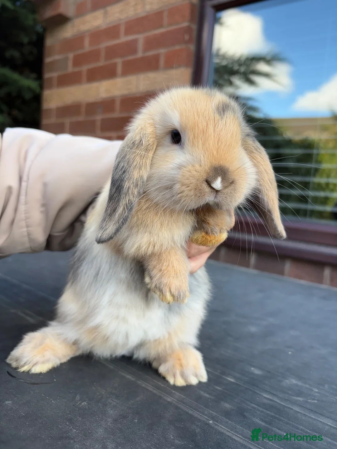 Mini Lop rabbits for sale: Adorable little mini lops - Advert 2