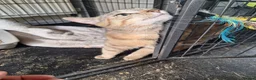 Mixed Breed cats for sale: Lovely girl - Advert 3
