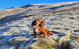 Cocker Spaniel dogs for sale: Beautiful KC Registered Cocker Spaniel Puppies 🐶  - Image 20