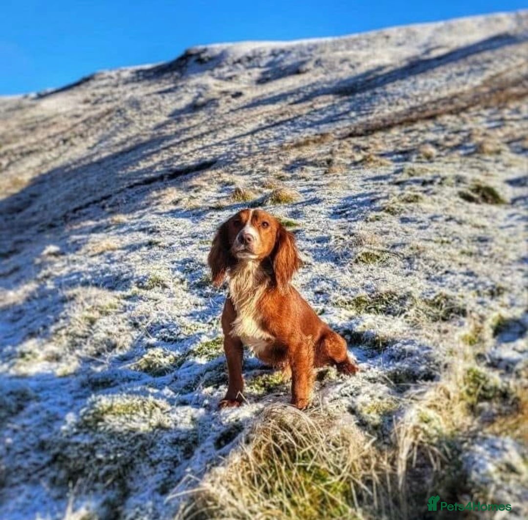 Cocker Spaniel dogs for sale: Beautiful KC Registered Cocker Spaniel Puppies 🐶  - Image 20