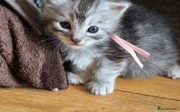 Maine Coon cats for sale: Beautiful 3/4 maincoon kittens  - Image 9