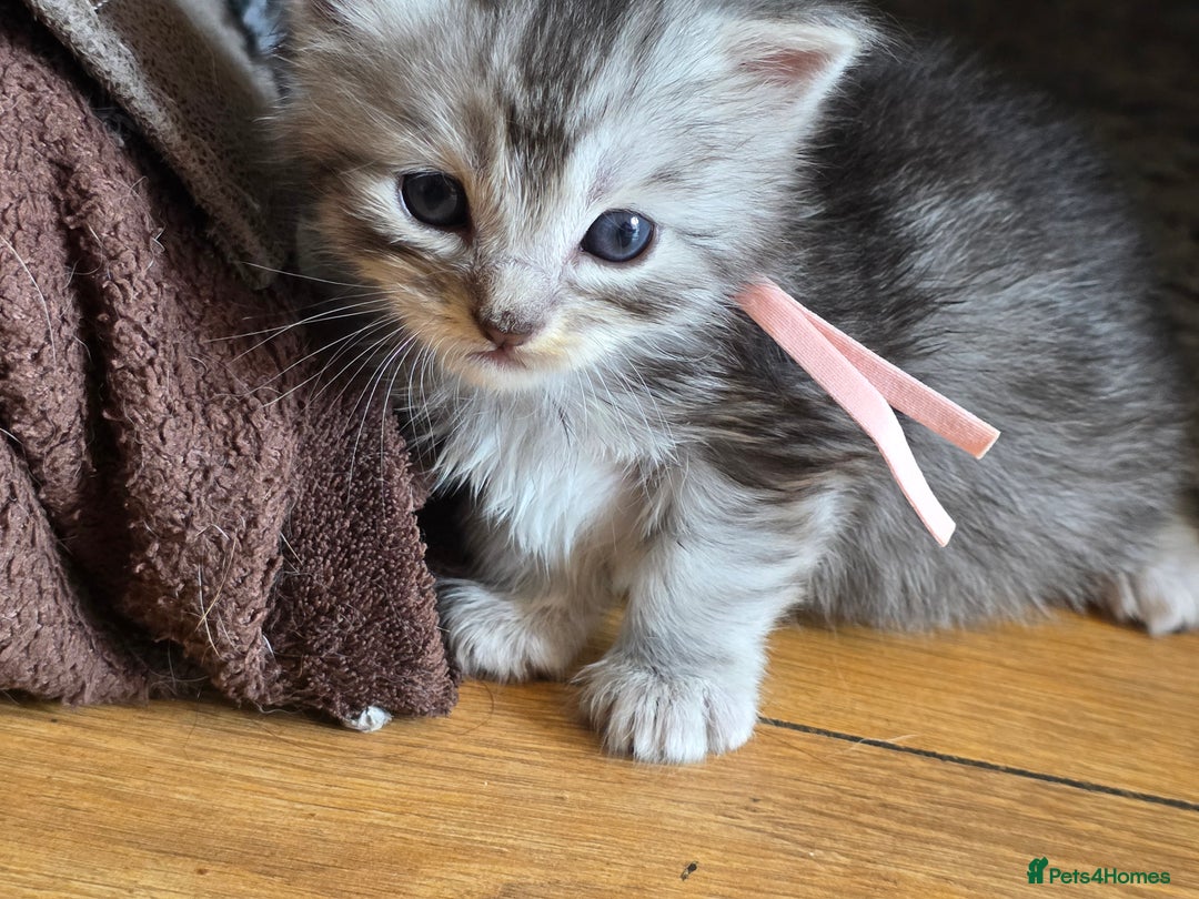 Maine Coon cats for sale: Beautiful 3/4 maincoon kittens  - Image 9