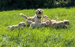 Golden Retriever dogs for sale: Gorgeous kc golden retriever puppies  - Image 1