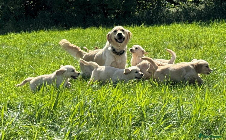 Golden Retriever dogs - Advert 2