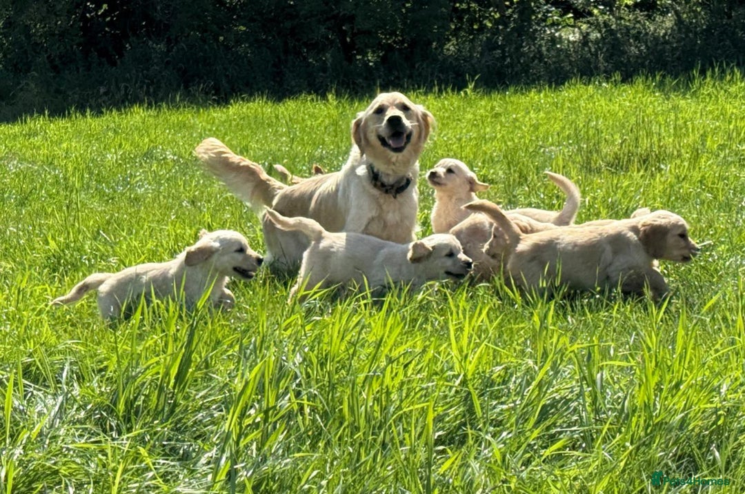Golden Retriever dogs for sale: Gorgeous kc golden retriever puppies  - Image 1